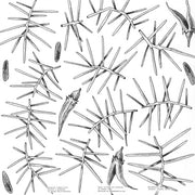 Thomas David (8) : Dagger / Hakea (12")